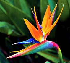 Bird Of Paradise Flower Meaning In Hindi Long B Nguyen Paradise Flowers Birds Of Paradise Flower Birds Of Paradise