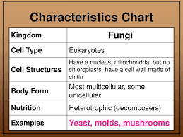 Ppt Six Kingdom Notes Powerpoint Presentation Id 2371959