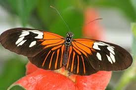 Här kan du hitta platser naturmorgon sänt eller spelat in ifrån med start september 2015. Schmetterlinge Mimikry Beruht Auf Nur Einem Gen Genetische Basis Der Entstehung Ahnlicher Flugelmuster Bei Verschiedenen Arten Aufgeklart Scinexx De