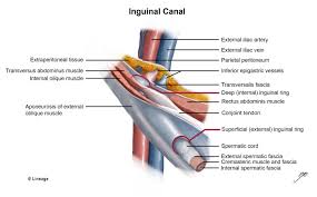 Groin pain is a common complaint amongst sportsmen and women accounting for nearly 10. Inguinal Canal Gastrointestinal Medbullets Step 1