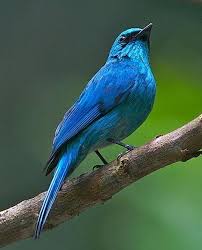 99+ gambar burung hias dan burung kicauan yang cantik dan indah 26 january 2021 13 november 2019 di bawah ini telah kami sedikan kumpulan gambar burung yang cukup populer yang ada di indoensia yang bisa dijadikan wallpaper yang bisa digunakan di handphone atau di laptop atau kebutuhan lainnya. 440 Ide Burung Cantik Terbaik Di 2021 Burung Cantik Burung Kecantikan