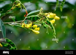 Image result for Cajanus