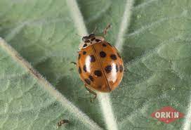 It will look wet, shiny and often golden in color. Asian Lady Beetles How To Get Rid Of Ladybugs Diet Etc