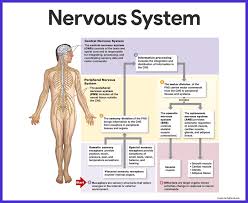 Essentially, nerve cells, also known as a neurons, are the active component of the nervous system. Nervous System Biol 220 Diagram Quizlet