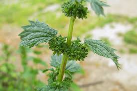 Image result for Urtica urens