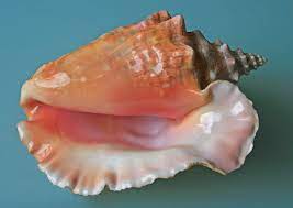 We did not find results for: Conch Wikipedia
