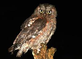 Όλα τα τελευταία νέα, άρθρα, απόψεις, videos για γκιωνησ στο to10.gr. O Gkiwnhs Sth Beroia Efhmerida Laos Beroia Hma8ias