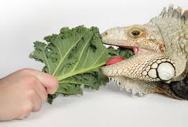 Maybe you would like to learn more about one of these? Pet Green Iguana Food Treats Diet Nutrition