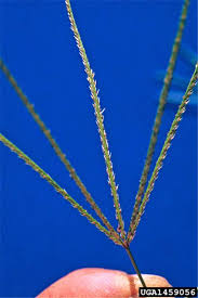 La gramigna, o cynodon dactylon, bermuda grass é il seme più indicato per chi desidera un prato rustico, resistente alla siccità, a diversi nomi per indicare il prato con semi di gramigna: Factsheet Cynodon Dactylon Couch Grass