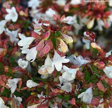 Image result for Craibia grandiflora