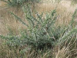 Image result for Acacia welwitschii