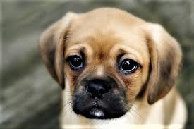 Johnny tempesta adottato da mirko a dicembre in lombardia xxxxxxxxxxxxxxxxxxxxxxxxxxxxxxxxxxxxxxxxxxxxxxxxxxxxxxxxxxxxxx. Il Cimurro Nel Cane Una Malattia Infettiva Da Conoscere E Prevenire Negozi Arcaplanet