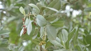 Image result for Conocarpus erectus