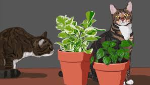 All parts of the plant are considered poisonous. Ask The Vet Cat Safe Plants For Indoor Decor