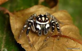 Jumping Spider Freya Decorata Salticidae Jumping Spider Pet Spider Spider