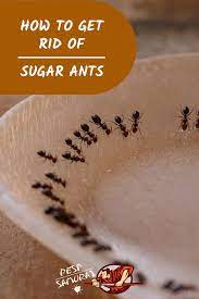 Small ants around kitchen sink. How To Get Rid Of Sugar Ants In The House A Complete Guide Sugar Ants Home Remedies For Ants Ants