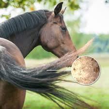 Image result for Pinworm Test