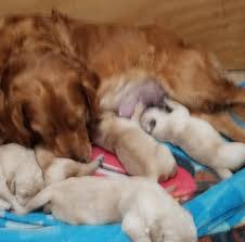 Maybe you would like to learn more about one of these? Stonewater Labradors Home Facebook