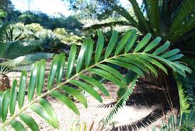 Image result for Encephalartos gratus
