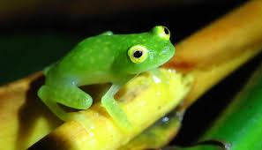 Image result for glass frog