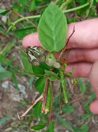 Image result for Ceropegia nilotica