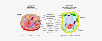 Check spelling or type a new query. Animal Cell Model Diagram Project Parts Structure Labeled Subcellular Structures In An Animal Cell Transparent Png 550x249 Free Download On Nicepng