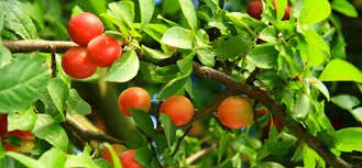 Benefits of pruning fruit trees. The Benefits Of Pruning Apple And Pear Trees In Summer