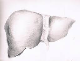 The liver is an organ only found in vertebrates which detoxifies various metabolites, synthesizes proteins and produces biochemicals necessary for digestion and growth. Liver Sketch At Paintingvalley Com Explore Collection Of Liver Sketch