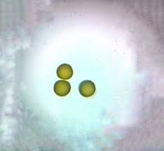 Image result for Sida javensis