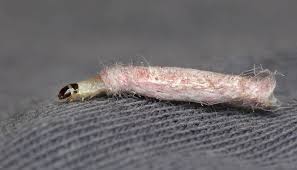 Commonly they will spring up (seemingly out of nowhere) when lots of acidic materials are added to the bin. How To Get Rid Of Bed Worms Forever In 6 Easy Steps