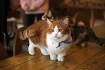 The 10 Most Affectionate Cat Breeds - Animal Wised