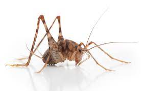 If camel crickets are hopping around while you sleep you will no doubt want to get rid of them. 5 Things You Didn T Know About Spider Crickets And How To Get Rid Of Them Better Homes Gardens