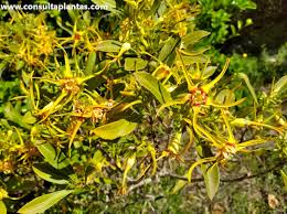 Image result for Strophanthus speciosus