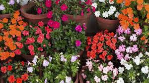 FLORES ALEGRIA DE LA CASA SEMI ENANA Otras Casa, jardín y bricolaje  saiconnections.com