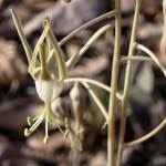 Image result for Drimia indica