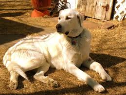 Akbash Maremma Dog Turkish Shepherd Akbas Coban Kopegi Akbas Coban Kopegi Akbash Akbash Puppies Four Legged