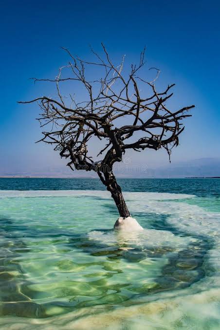Dead Tree in the Sea of Life Stock Photo - Image of life, dead: 161583548