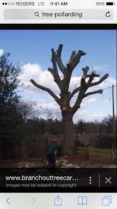 Fruit trees which are pruned to their maximum size will produce the greatest amount of fruit. Tree Pollarding Clc Tree Services The Blog