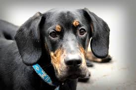 Image result for sedmihradský honič