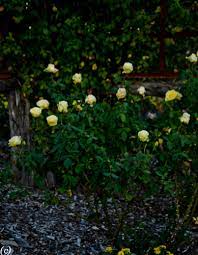 Wekamanda) to all of our customers who suffer the heat of summer, buy this rose! St Patrick Rose Lee Ann Torrans Gardening