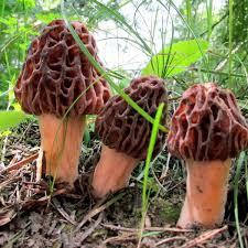 While prices vary from store to store or region to region, the fresh ones can cost multiple times more than the other cultivated mushrooms they sit next to on the shelves. Last Year S Forest Fires Mean Healthy Morel Mushroom Crop In Montana Outdoors Mtstandard Com