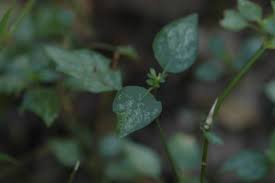 Image result for Dicliptera monroi