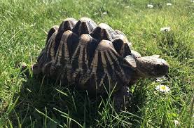 Die pantherschildkröte (stigmochelys pardalis) ist der viertgrößte vertreter seiner art auf der welt. Pantherschildkroten Geochelone Pardalis Babcocki In Regensburg Tiere Kleinanzeigen