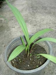 Image result for Molineria