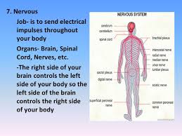 However, there are also organs that are either paired (has left and right sides) or are. Over View Of The Human Body Ppt Video Online Download