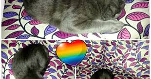Mantar In Maceralari Miyu Halleri 2 Kedi Cats Uyku