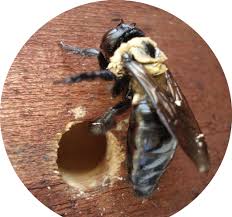 Have you seen what looks like bumble bees buzzing around the eaves or wood of your home? Bees Wasp Hornets Indy Bee Removal