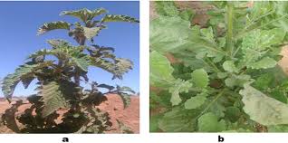 Image result for Laggera