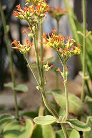 Image result for Kalanchoe lateritia