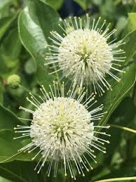Image result for Cephalanthus